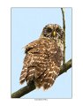 7762 barred owl